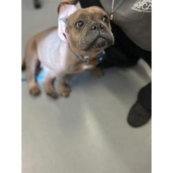 Photo of Karla, adoptable Mixed Breed (Medium) in New Castle, Delaware