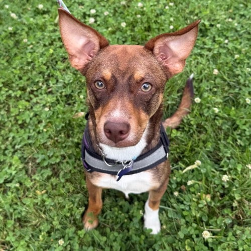 Photo of Pierce 2026, adoptable Rat Terrier in Batavia, Ohio