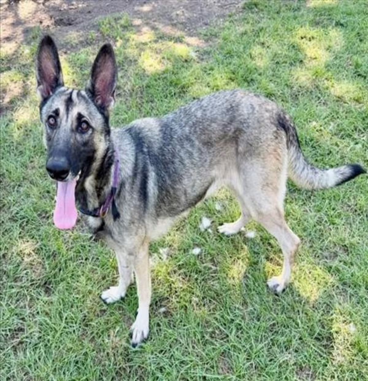 Photo of Margot, adoptable German Shepherd Dog in Conroe, Texas