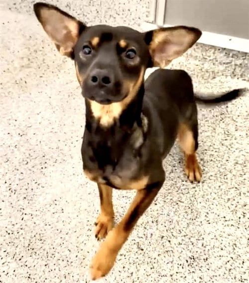 Photo of Chester, adoptable German Shepherd Dog in Houston, Texas