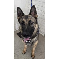 Photo of Gardevior, adoptable German Shepherd Dog in San Bernardino, California