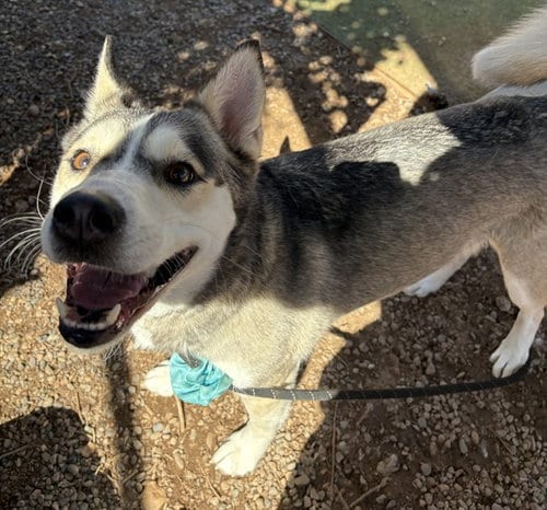 Photo of Silver, adoptable Siberian Husky in Phoenix, Arizona