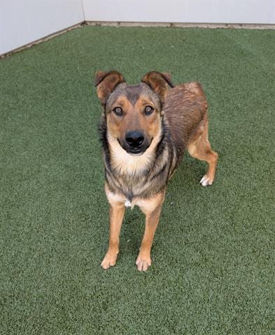 Photo of Burton, adoptable German Shepherd Dog in San Martin, California