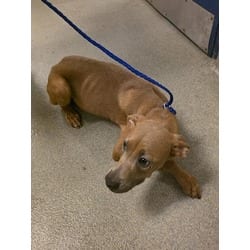Photo of Candy, adoptable Terrier (Unknown Type, Medium) in Doral, Florida
