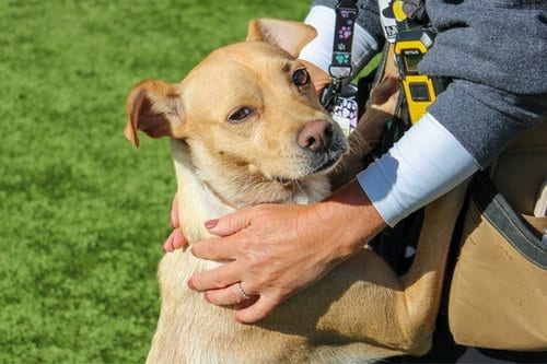 Photo of Oyster, adoptable Terrier in Martinez, California