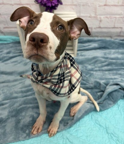 Photo of Kellogg, adoptable American Pit Bull Terrier in Detroit, Michigan