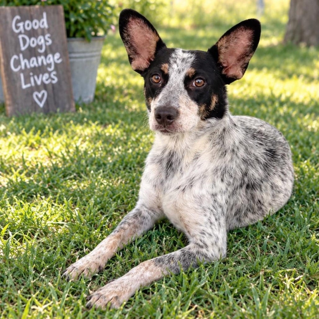 Photo of Angel 26-08-122, adoptable Cattle Dog, Australian (Blue Heeler) in Bastrop, Texas