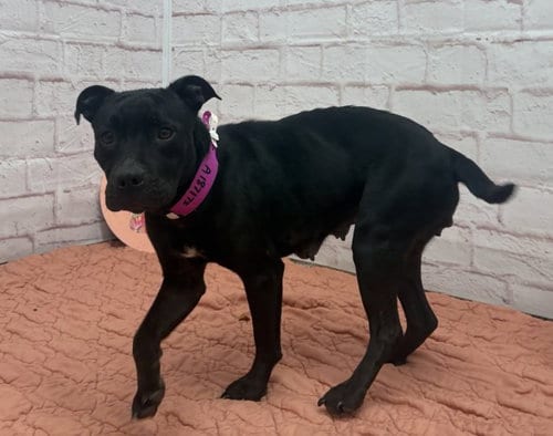 Photo of Lumen, adoptable American Pit Bull Terrier in Detroit, Michigan