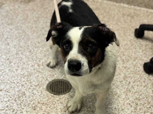 Photo of Dory, adoptable Basset Hound in Pueblo, Colorado