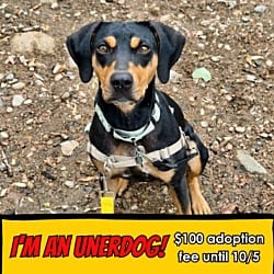Photo of Canoe, adoptable Hound (Unknown Type) in Fort Collins, Colorado