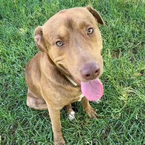 Photo of Griffin, adoptable Labrador Retriever in Conroe, Texas