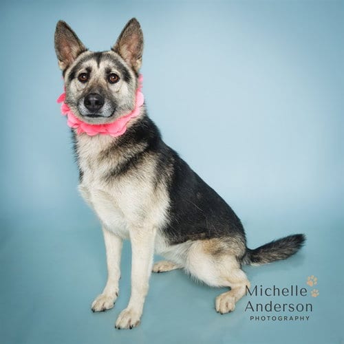 Photo of Hermione, adoptable German Shepherd Dog in Corona, California