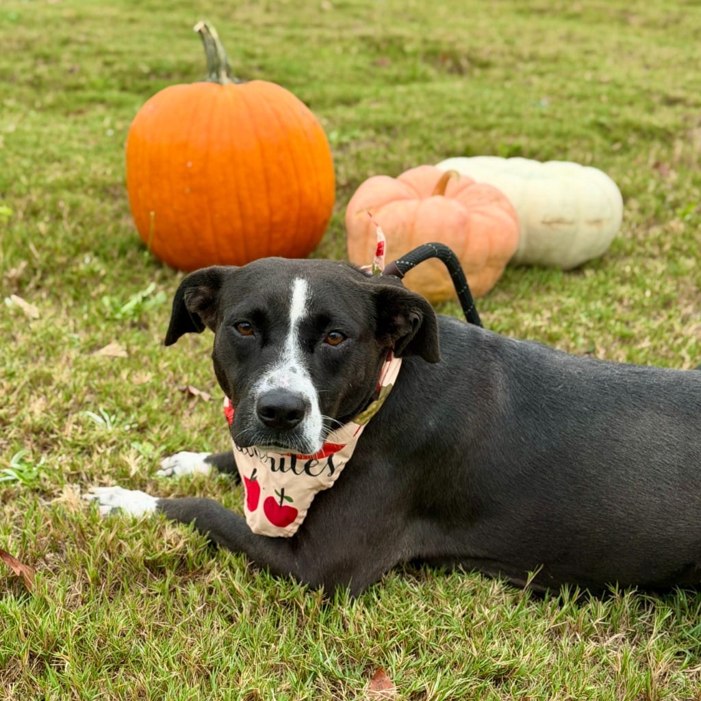 Photo of Luce, adoptable Labrador Retriever in Hartsville, South Carolina