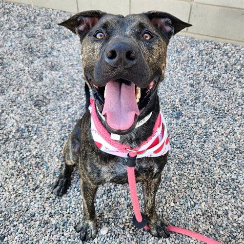 Photo of Sheldon, adoptable American Pit Bull Terrier in Mesa, Arizona