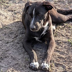 Photo of Petunia, adoptable German Shepherd Dog Border Collie in Jesup, Georgia