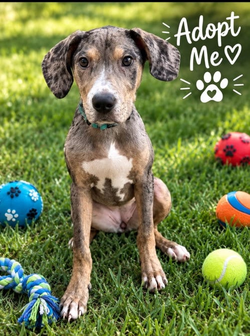 Photo of Phoebe, adoptable Unknown breed in Holbrook, New York