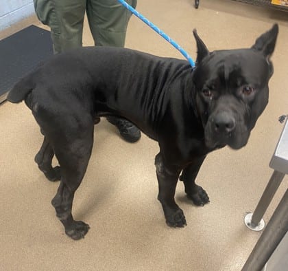 Photo of Amazo, adoptable dog in Chamblee, Georgia