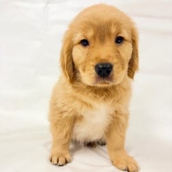 Photo of 1166 (2026) Callaway, adoptable Goldendoodle Mixed Breed (Medium) in Parker, Colorado
