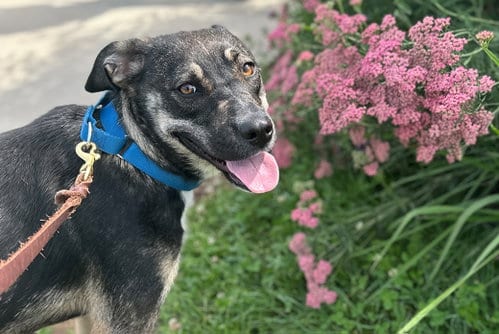 Photo of Mushroom, adoptable Unknown breed in Weaverville, North Carolina