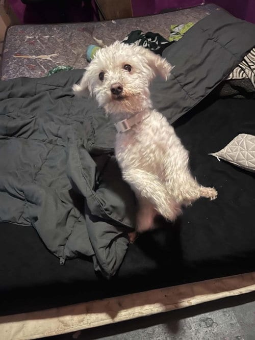 Photo of Tokyo, adoptable Poodle (Toy) in Westwood, New Jersey