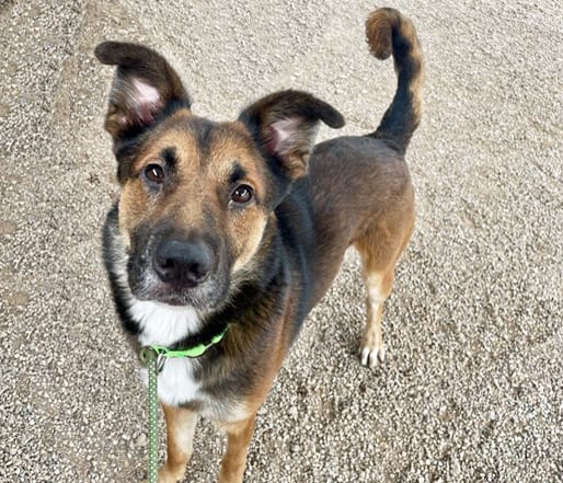 Photo of Rojo, adoptable dog