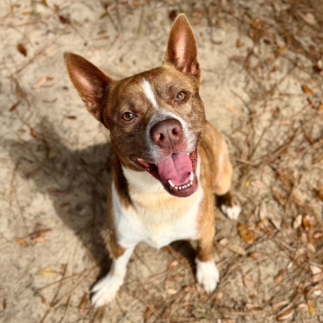 Photo of Remi, adoptable Mixed Breed (Medium) in Milton, Florida