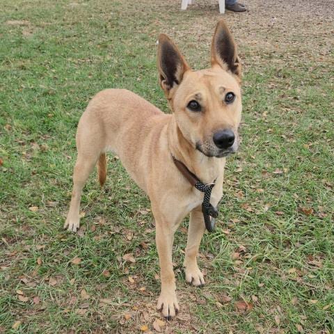 Photo of Penny, adoptable German Shepherd Dog in Conroe, Texas