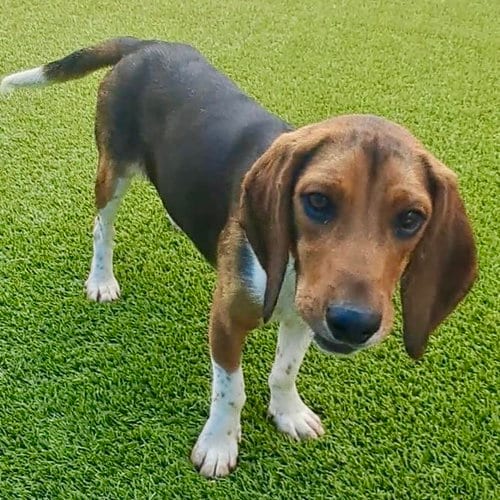 Photo of Mercury 2026, adoptable Beagle in Batavia, Ohio