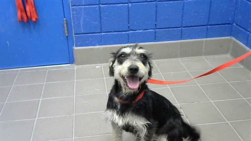 Photo of Maye, adoptable Miniature Schnauzer in Albuquerque, New Mexico