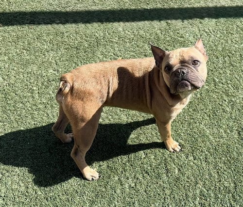 Photo of Hank, adoptable French Bulldog in Salinas, California
