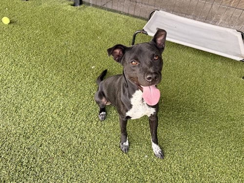 Photo of Piquilin, adoptable Labrador Retriever in Garland, Texas