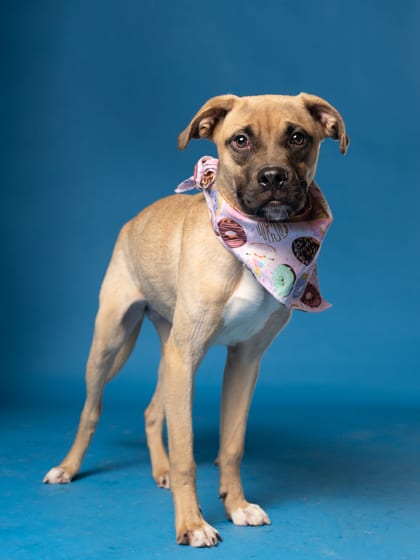 Photo of Stormy, adoptable dog in Atlanta, Georgia