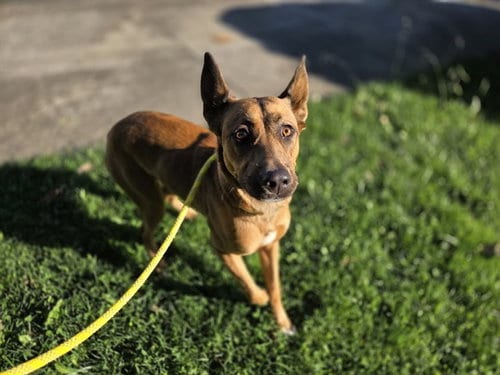 Photo of Autumn, adoptable Belgian Shepherd Malinois in Antioch, California