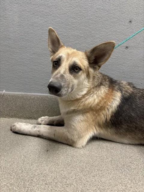 Photo of Caramel Crunch, adoptable German Shepherd Dog in Las Vegas, Nevada