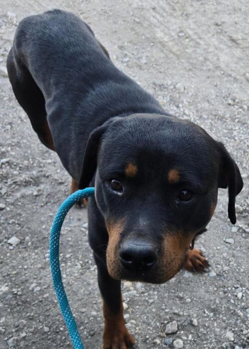 Photo of Penny, adoptable Rottweiler in San Antonio, Texas