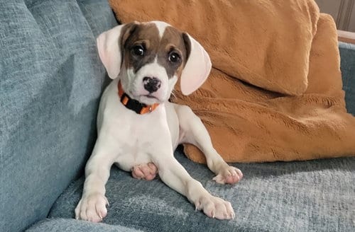 Photo of Leia, adoptable American Pit Bull Terrier in Chester, Virginia