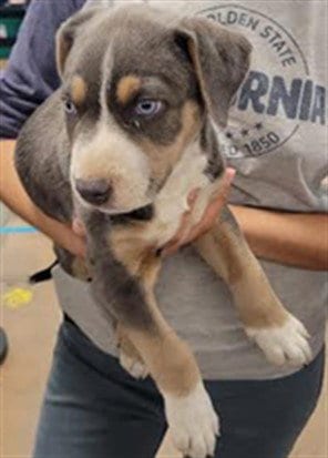 Photo of Gladiator, adoptable Pit Bull Terrier in Van Nuys, California