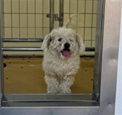 Photo of Ryku, adoptable Poodle (Miniature) in San Bernardino, California