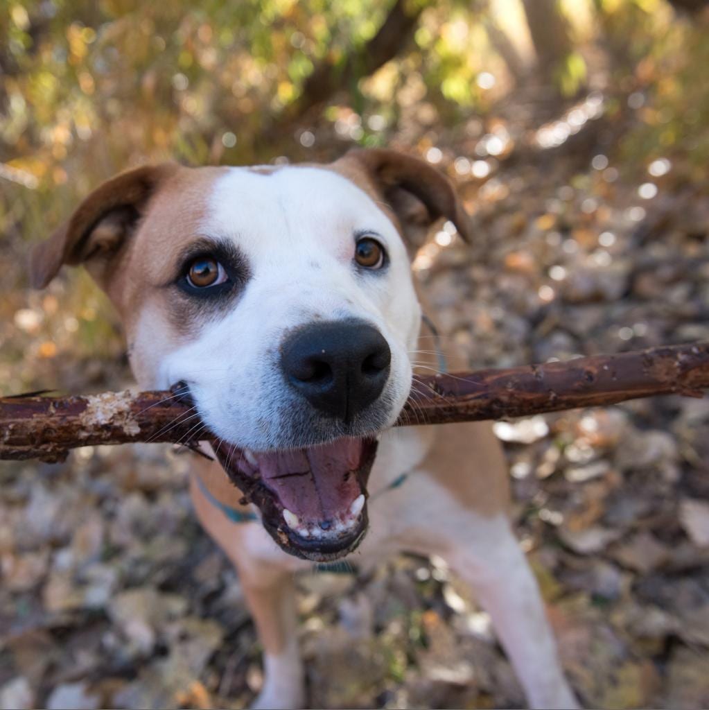 Photo of Belinda Carlisle, adoptable Shepherd, Australian / Mix in Kanab, Utah