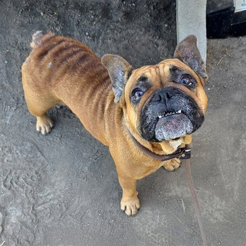 Photo of Sharlamaine, adoptable French Bulldog in Long Beach, California