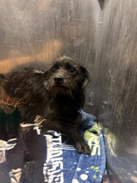 Photo of Ben, adoptable Terrier in San Antonio, Texas