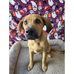 Photo of Howard, adoptable German Shepherd Dog in Chatsworth, California
