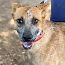 Photo of Rosie the Riveter, adoptable Cattle Dog, Australian (Red Heeler) / Mixed Breed (Medium) in Oceanside, California