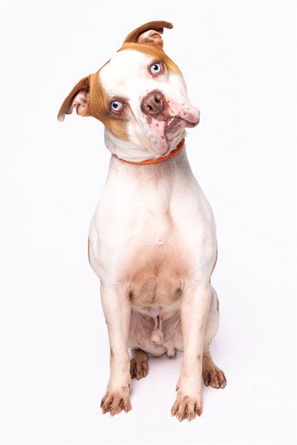 Photo of Mr.Wiggle Pants, adoptable American Bulldog in Miami, Florida