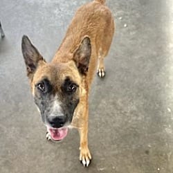 Photo of Beverly, adoptable German Shepherd Dog in East Hartford, Connecticut