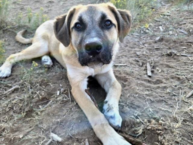 Photo of Rudy Roo, adoptable Mixed Breed in Santa Fe, New Mexico