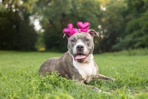 Photo of Nala, adoptable American Pit Bull Terrier in Spring Lake, North Carolina