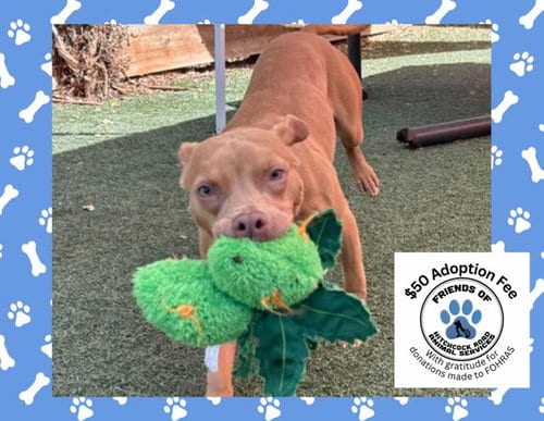 Photo of Harmony, adoptable Pit Bull Terrier in Salinas, California