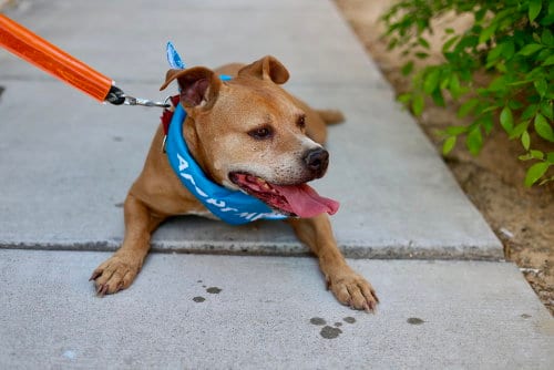 Photo of Bubba (Short for Bubba Gump), adoptable Pit Bull Terrier in Raleigh, North Carolina