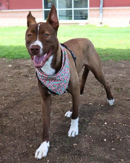 Photo of Doggie, adoptable Labrador Retriever in San Antonio, Texas